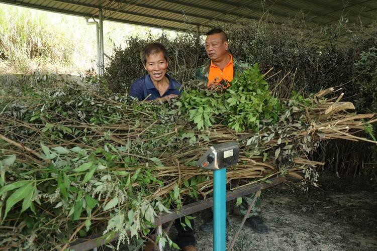 新田 药材收购忙 村民增收乐——中草药收购热潮涌动