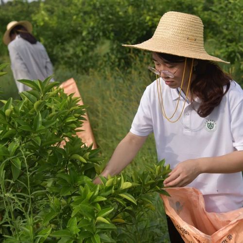 枳壳采收加工与收购流程