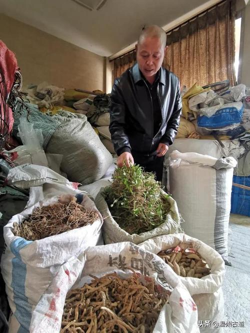 一边放牛，一边赚三百 永嘉山村的“草药经济”新账本
