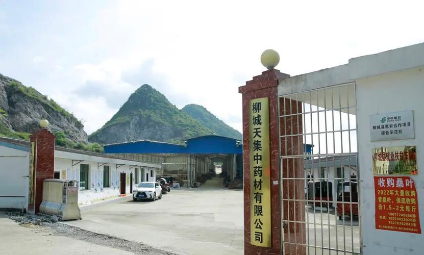 柳城 中草药产业链持续发展，成为乡村振兴重要支撑
