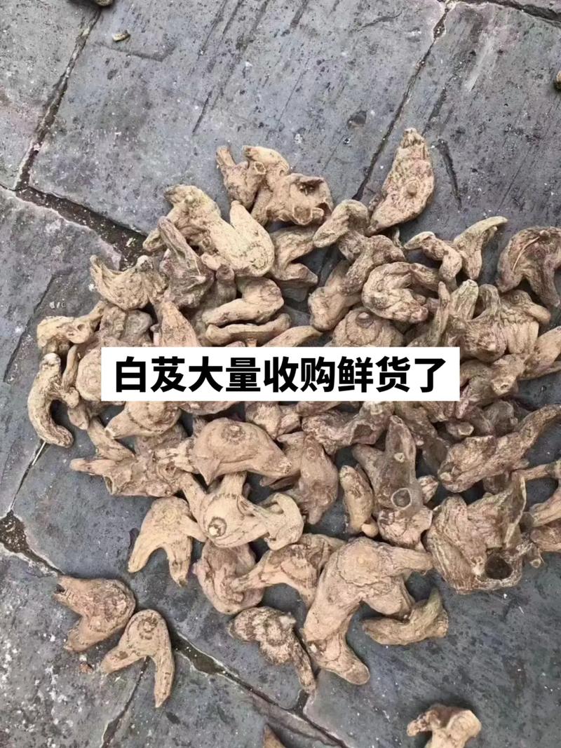 白芨鲜货大量收购季 市场动态与产业机遇