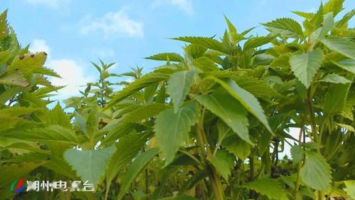 建鹏中草药公司实地考察后按质收购 优质药材每斤九角起