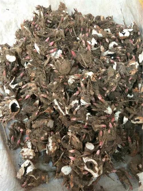 中草药收购与供应产品的双赢之道