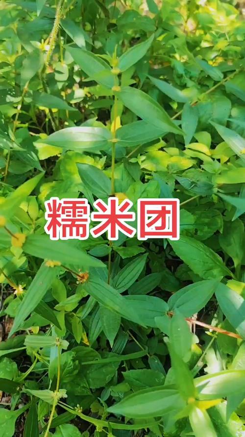 糯米团,祛湿止痛,止血消肿,有收购的朋友吗?